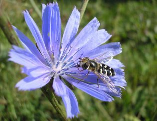 la flore sauvage, chicorée sauvage