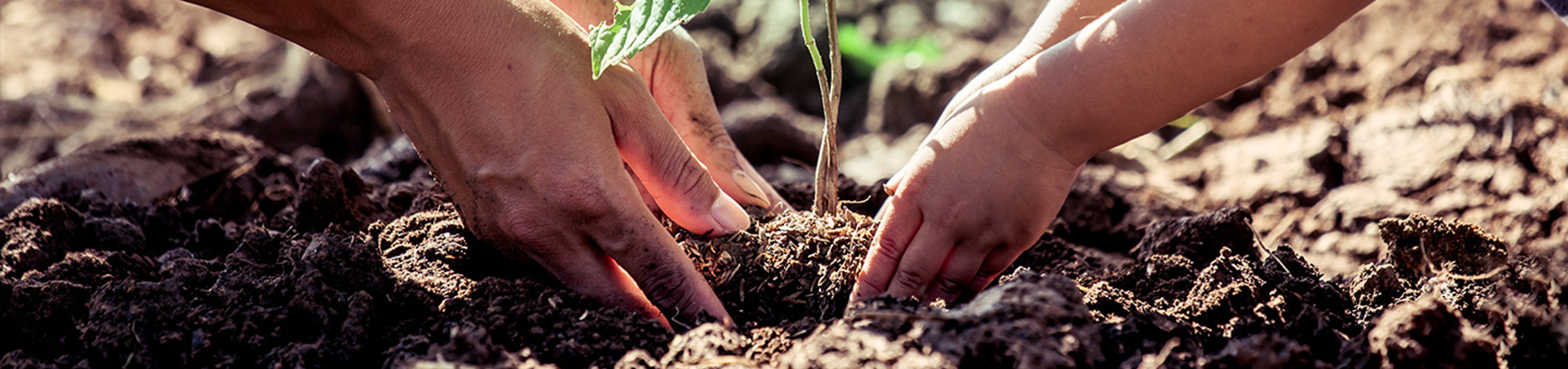 Plantation en famille