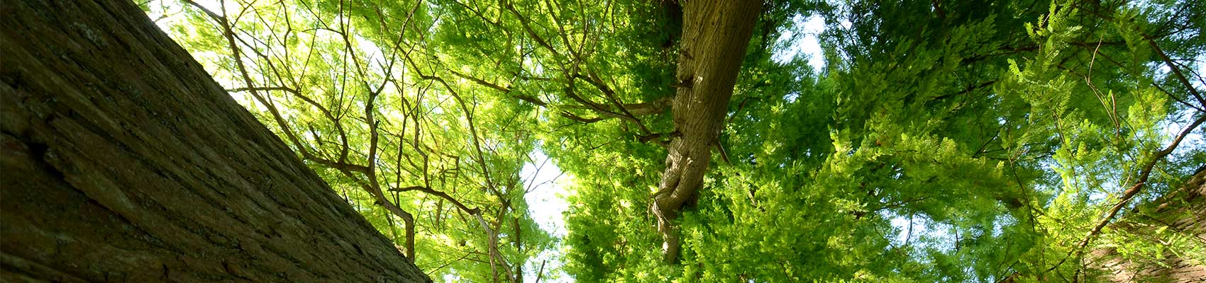 Timidité des arbres, une notion en plan de gestion Timidité des arbres, une notion en plan de gestion