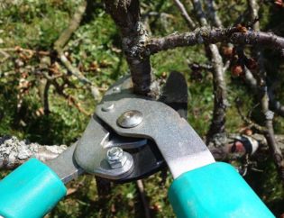 formation taille des arbres