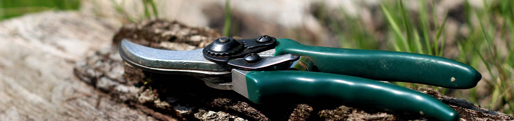 secateur pour taille de formation des arbres en milieu urbain